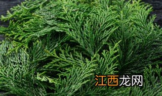 柏树开花预示着什么 柏树开花预示着什么意思