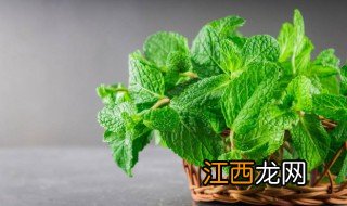 薄荷开的花是什么样的 薄荷开花预示着什么