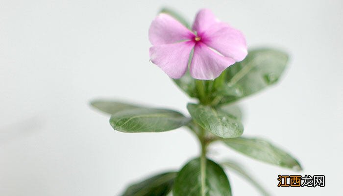 密蒙花几月份开花 密蒙花什么时候开花