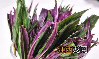 观音菜的功效与作用 观音菜的功效与作用简单介绍