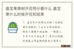 嘉宝果果树开花预示着什么 嘉宝果什么时候开花和结果