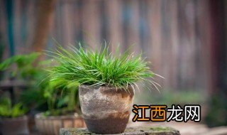 菖蒲何以驱邪 菖蒲为什么可以辟邪保平安