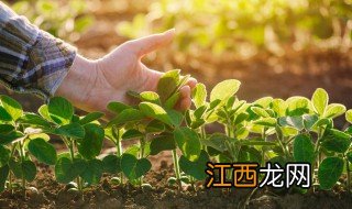 中秋节前后可以种啥菜呢 中秋节前后可以种啥菜