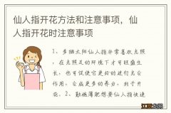 仙人指开花方法和注意事项，仙人指开花时注意事项