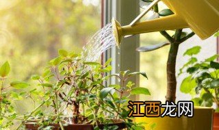 阳台种什么植物旺财 阳台种什么植物旺财辟邪