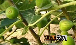 无花果幼树冬季施肥方法，无花果幼树冬季施肥方法图