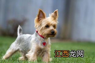 约克夏多少钱一只纯种-约克夏幼犬怎么看品相