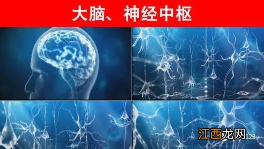 植物神经紊乱一辈子好不了吗-植物神经紊乱快速治愈的方法