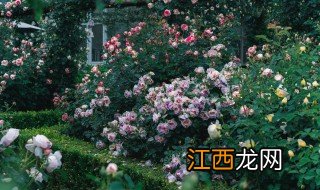 月季开花时怎么养护 月季开花方法和注意事项