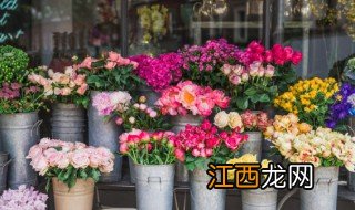 摆放什么植物旺桃花 家里放什么植物旺财旺桃花