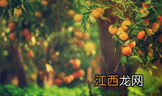 冬季桔子盆栽种植方法，冬季桔子盆栽种植方法图片