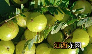 油柑子干泡水喝的功效 油柑子干泡水喝的功效是什么