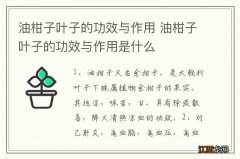 油柑子叶子的功效与作用 油柑子叶子的功效与作用是什么