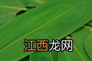 桂花泡茶禁忌 桂花泡水喝一天放几颗