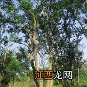 乌桕种子需要泡发在种吗-乌桕种子怎么浸泡催芽