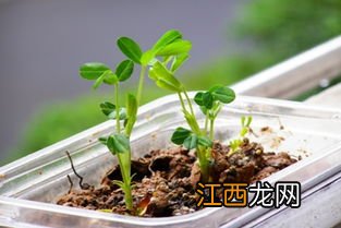 草籽不盖土能发芽吗-草籽生长的栽培条件有哪些