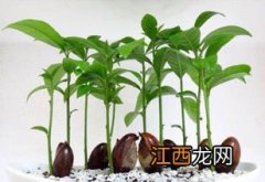 风铃花种子种之前要怎么处理吗-风铃花种子怎么种植发芽快