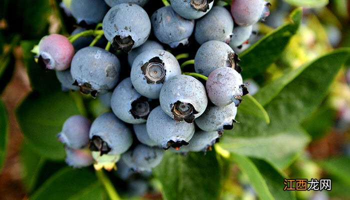 蓝莓树几年结果,寿命多长 蓝莓树几年结果