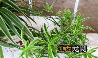 吊兰开花意味着什么 冬季吊兰开花预示着什么