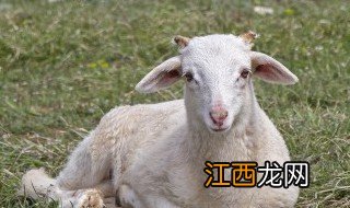 羊进家门不吉利 羊进家门预示着什么