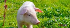 如何管理后备公猪饲料 如何管理后备公猪