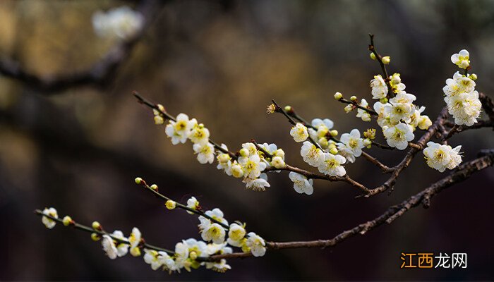 水梅花夏季天热如何养护好 水梅花夏季天热如何养护