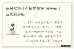 宿舍盆栽什么植物最好 宿舍养什么盆栽最好