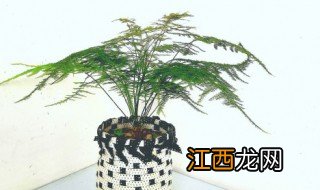 什么盆栽适合宿舍养的植物，什么盆栽适合宿舍养的植物和花