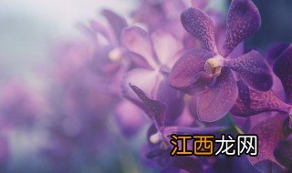 蝴蝶兰开花的养殖方法和注意事项 蝴蝶兰开花方法和注意事项