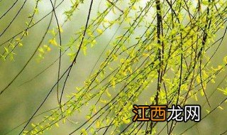 柳树开花预示着什么 柳树开花预示着什么意思