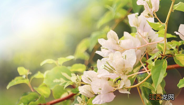 瑞香花开败之后如何处理股票发生大宗交易说明什么 瑞香花开败之后如何处理