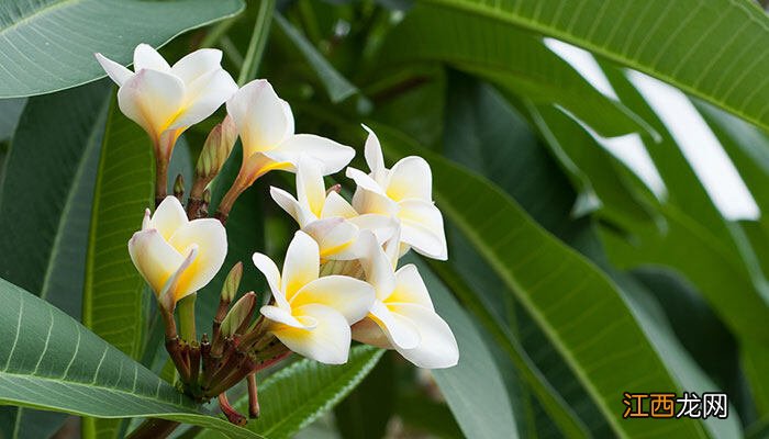 瑞香花开败之后如何处理股票发生大宗交易说明什么 瑞香花开败之后如何处理