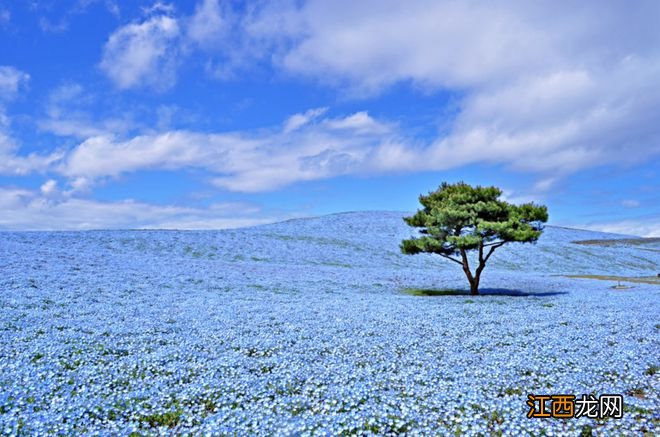 日本最美旅行地Top10！看一眼就让你过目不忘~