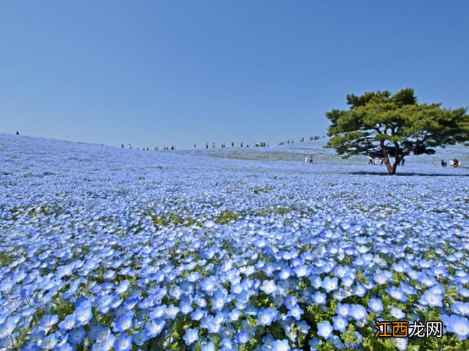 日本最美旅行地Top10！看一眼就让你过目不忘~