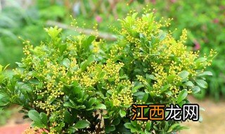 米兰花怎么施肥施什么肥 冬季米兰花施肥方法