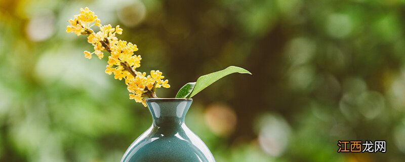 桂花能不能在家养殖 桂花能不能在家养