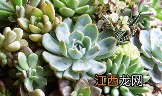 冬季多肉植物施肥方法 冬季多肉植物施肥方法视频