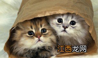 黄狸花猫进家门预示着什么 小狸猫进家门预示着什么