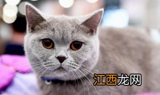 猫子进家门预示着什么 家猫进家门预示着什么