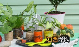 属鸡的养什么植物招财 属鸡的种什么植物旺财