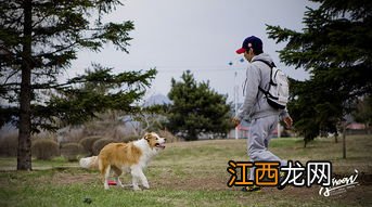 飞盘是人玩的还是狗玩的-飞盘运动为了撩妹吗