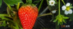 草莓的种子怎么取下来 草莓的种子怎么取