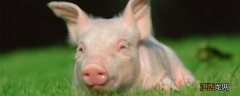 如何预防猪肺疫苗 如何预防猪肺疫