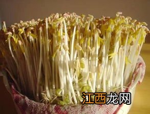 黄豆芽变绿了还能吃吗-黄豆芽变绿了会不会有毒