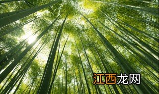 竹子象征什么意思 古代竹林意味着什么意思