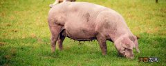 如何预防猪结核病的发生 如何预防猪结核病