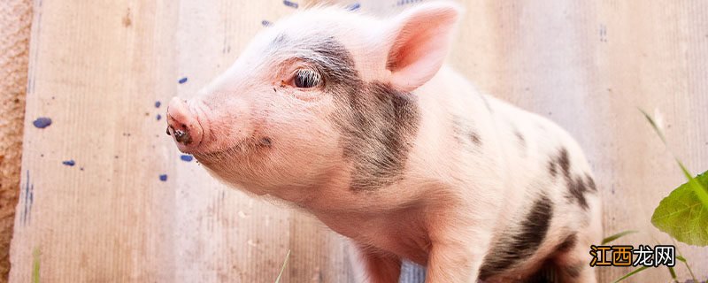 如何预防猪副嗜血杆菌病毒感染 如何预防猪副嗜血杆菌病