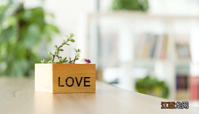 多肉需要阳光吗? 多肉需要阳光吗