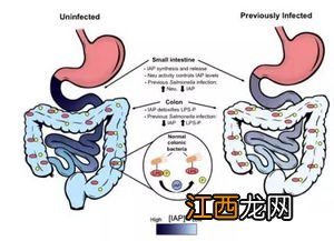 霍乱感染几个小时发病-霍乱的潜伏期是多长时间