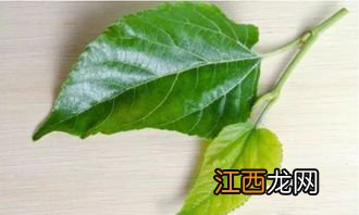 喝了一年桑叶茶糖尿病可以治好吗-桑叶得喝多久能把血糖降低